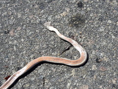 Philodryas psammophidea