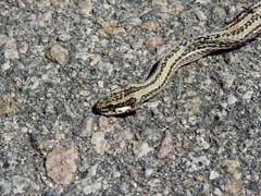 Philodryas psammophidea