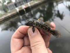 Bathygobius soporator