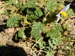 Solanum juvenale
