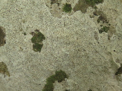 Bagliettoa calciseda