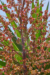 Beaucarnea guatemalensis