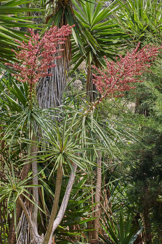 Beaucarnea guatemalensis