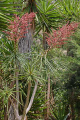 Beaucarnea guatemalensis
