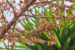 Beaucarnea guatemalensis