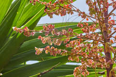 Beaucarnea guatemalensis