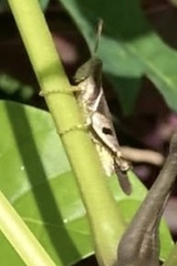 Abracris dilecta