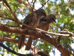 Turdoides hartlaubii