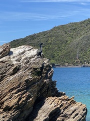 Leucocarbo carunculatus