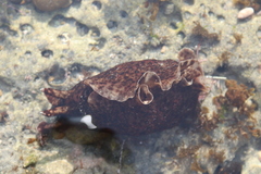 Aplysia californica