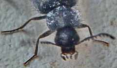 Rhadalidae
