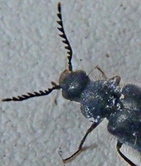 Rhadalidae