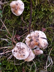 Hygrophorus