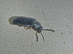 Rhadalidae