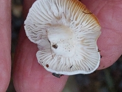 Hygrophorus