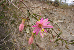 Passiflora gracilens