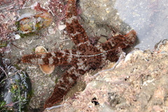 Astrometis sertulifera