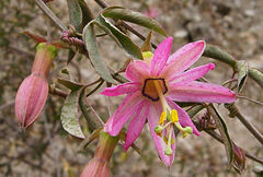 Passiflora gracilens