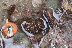 Octopus bimaculoides