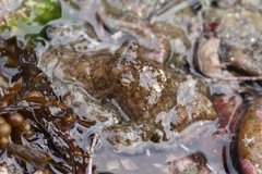 Octopus bimaculoides