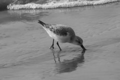 Calidris alba