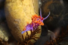 Flabellinopsis iodinea