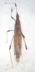 Berytinus minor