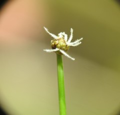 Fimbristylis nutans
