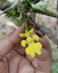 Erycina