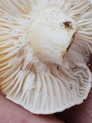 Hygrophorus