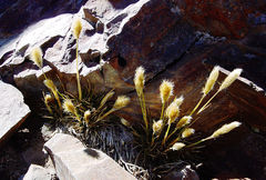 Deschampsia ovata