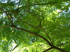 Brotogeris chiriri