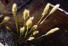 Deschampsia ovata