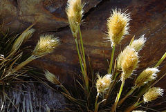 Deschampsia ovata