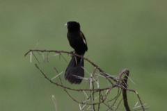 Euplectes albonotatus