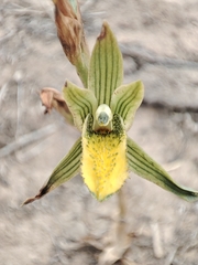 Chloraea cristata