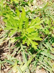 Magnoliopsida