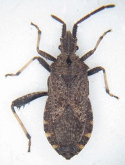 Bothrostethus annulipes