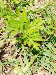 Magnoliopsida