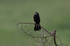 Euplectes albonotatus