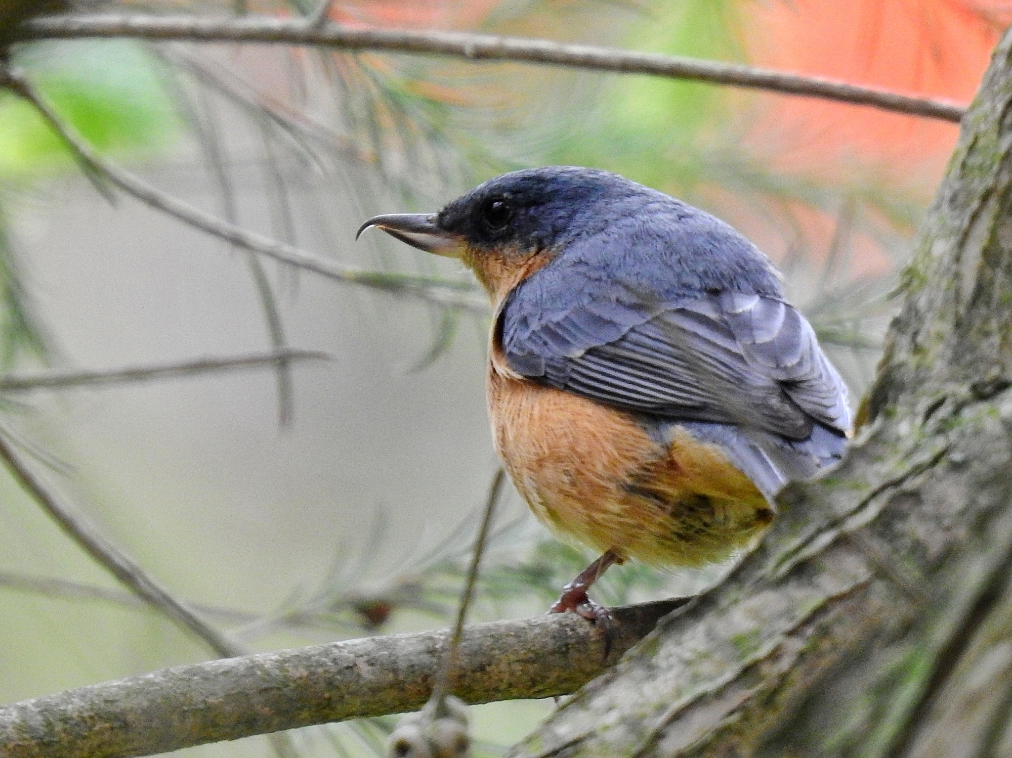 Rusty Flowerpiercer illustration