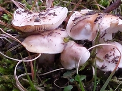 Hygrophorus