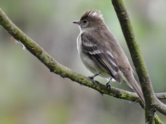 White-Crested Elaenia photo 2