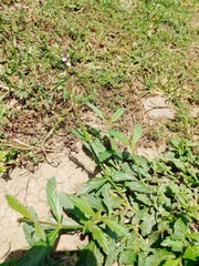 Verbena litoralis