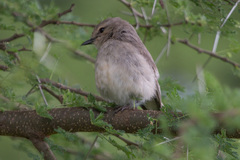 Bradornis microrhynchus