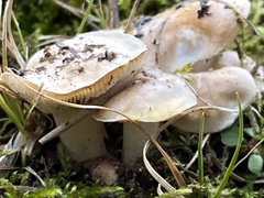 Hygrophorus