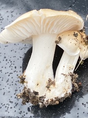 Hygrophorus