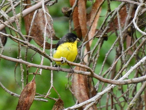 Jilguero Menor (Spinus psaltria)