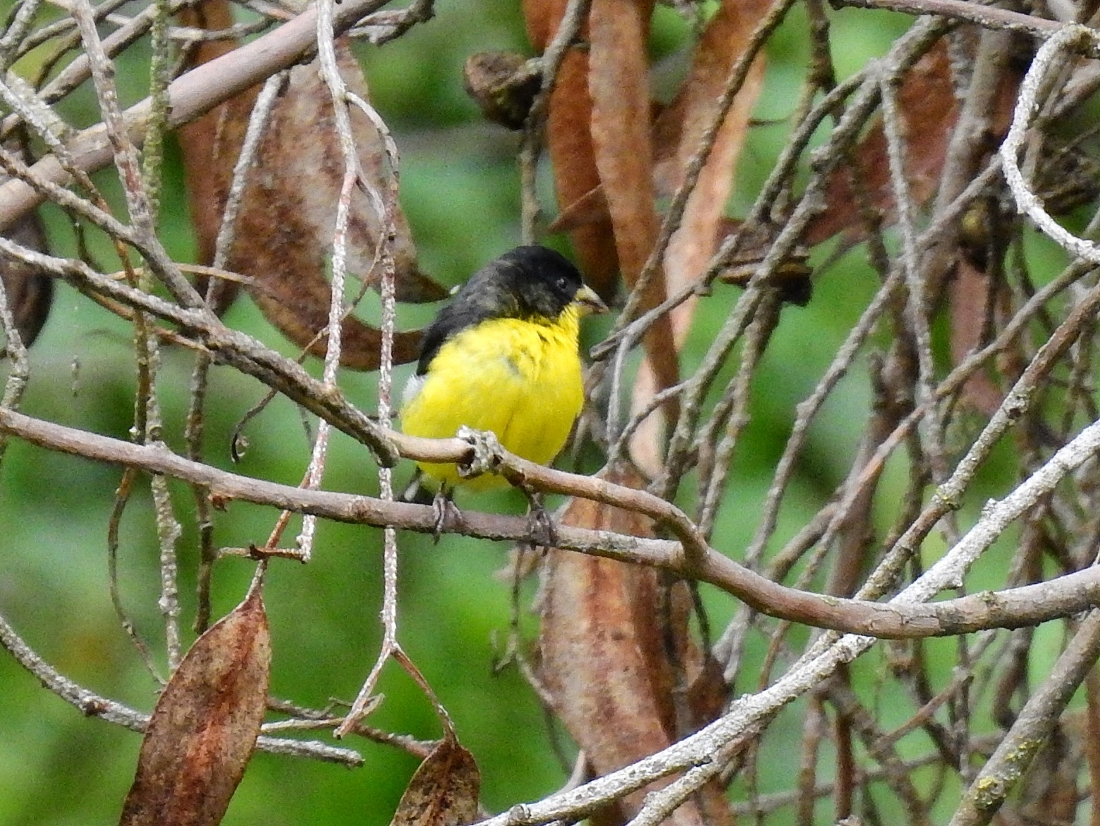 Lesser Goldfinch illustration