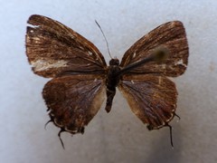 Calycopis pisis